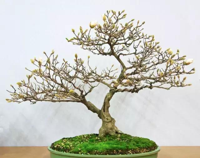 3.玉兰花期早与木兰花,然随不同地域花期也有别,不可单凭此为据.2.