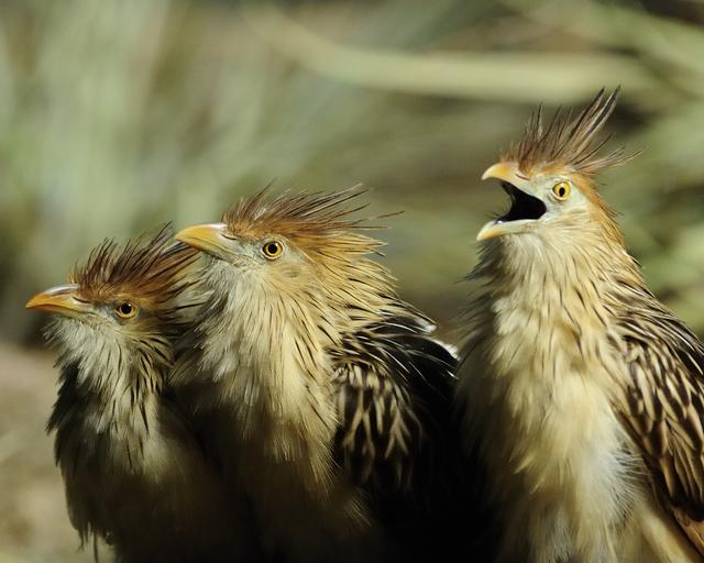 麝雉栖息于南美洲亚马逊河流域的水淹森林中,是圭亚那的国鸟,已经在