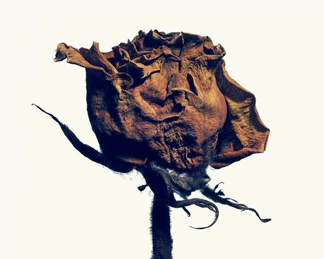 枯萎之美!凋零也是一种风格