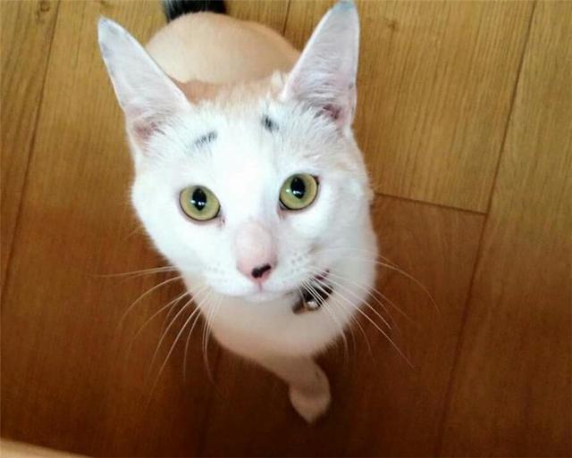 长了囧字眉的猫咪,其实意外的很好看?