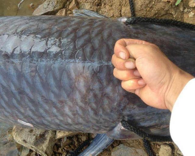 黄河没大鱼了?钓鱼迷用螺蛳"打窝"钓获百斤黄河青鱼王