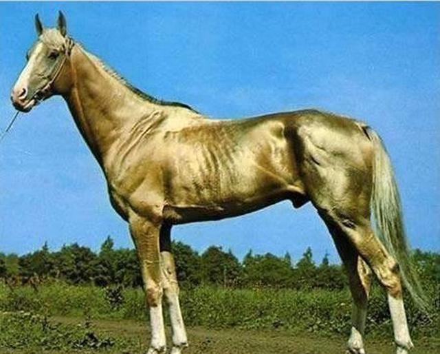 汗血宝马,汉武帝不惜赔上十万性命|汉武帝|汗血宝马|大宛_新浪新闻