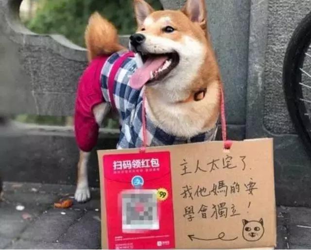 柴犬独自出街乞讨,路人看到挂牌上的字顿时笑喷了!