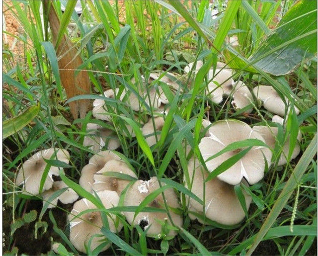 农村田间常见的"杂草",我不信你能全部认识!