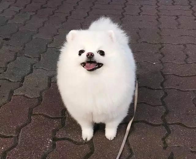 喜欢萨摩耶天使般的微笑却又钟意小型犬?选它就对了