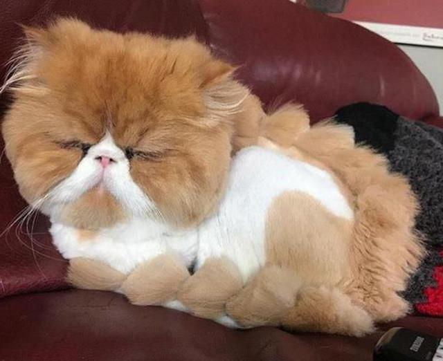 铲屎官将加菲猫丢在宠物店剃毛,回来接猫咪时,瞬间气的想砸