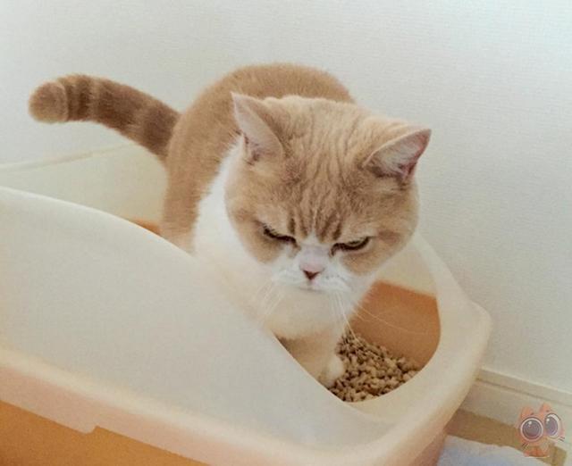 自从给猫咪吃了芥末,表情就不那么可爱了
