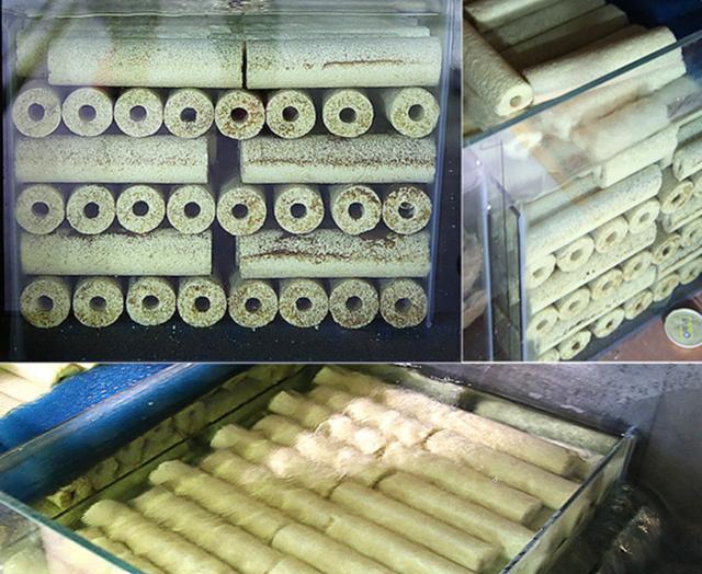 资深养鱼大师把细菌屋整条打碎,令人意想不到的是效果翻了好几倍