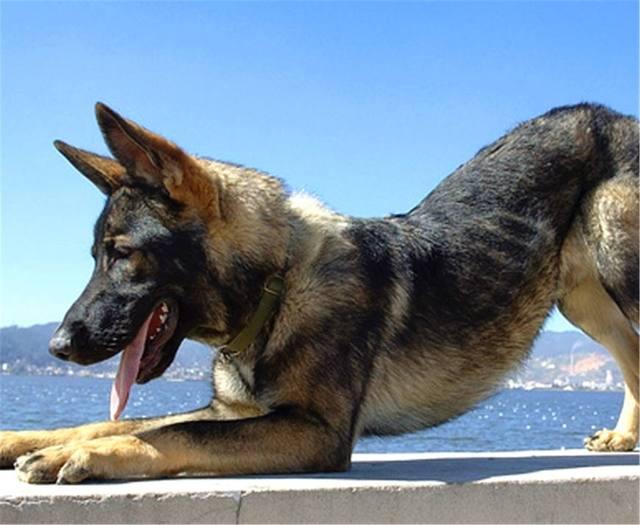 我们小时候说的大狼狗是哪个品种真的是狼和狗杂交出来