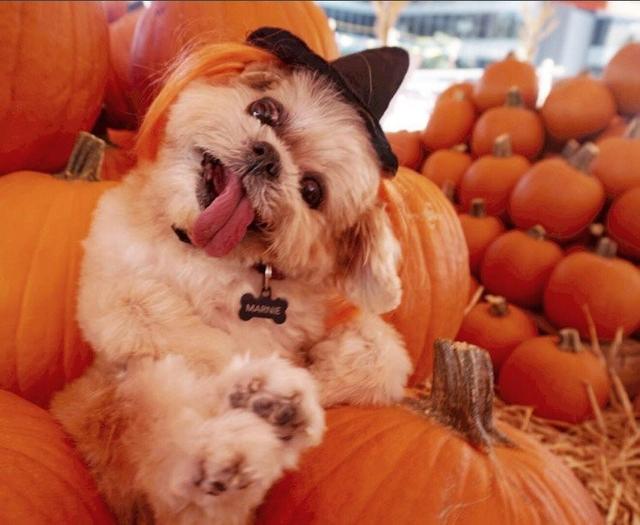 "歪头吐舌"狗狗不是在卖萌,背后有这样的故事!