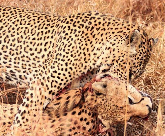 猎豹终不敌花豹疯狂厮杀沦为花豹盘中餐豹豹相残何时了