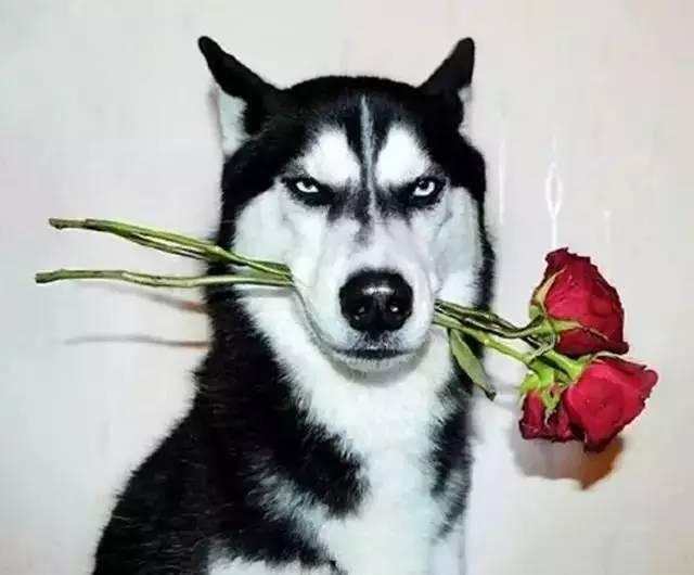 用胶带测试狗狗智商,二哈成功逆袭了?