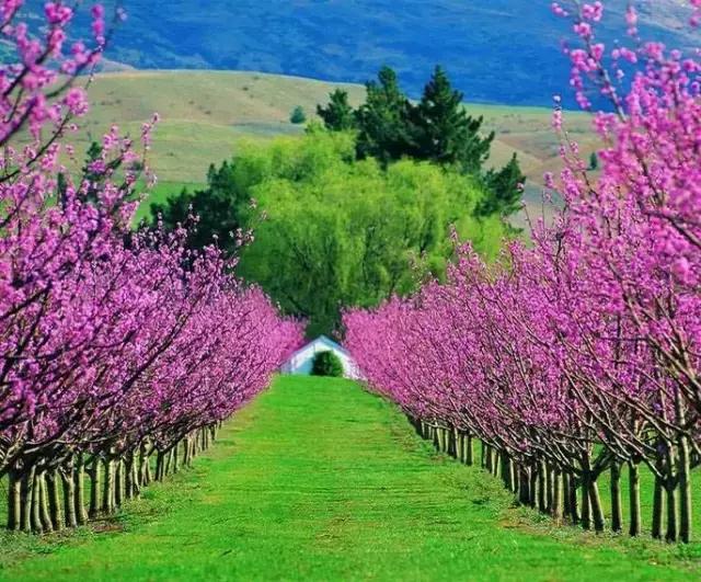 春风十里三月花海惊艳了整个春天我想陪你一起赏花去