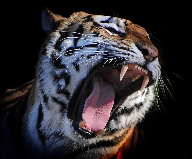 熊瞎子|人口|舌头_新浪新闻