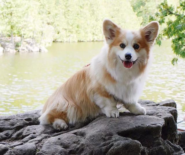 你们狗子该不是吃可爱长大的吧!怎么能这么萌?