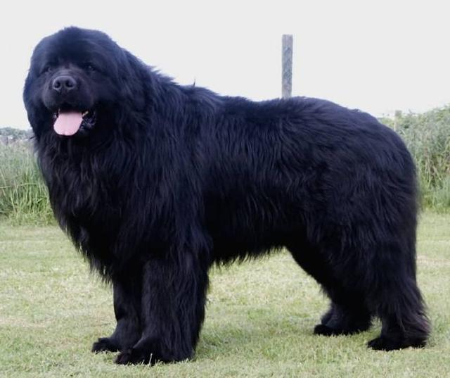 十大又贵又短命的狗狗,我国"神犬"甩它们几条街|神犬|狗狗|圣伯纳