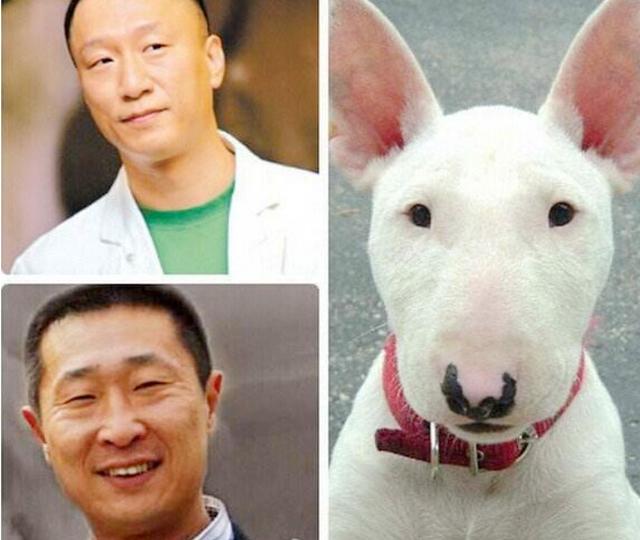 汪星人因酷似这些明星而走红,网友直呼:简直是"亲生"的|士兵突击|撞脸