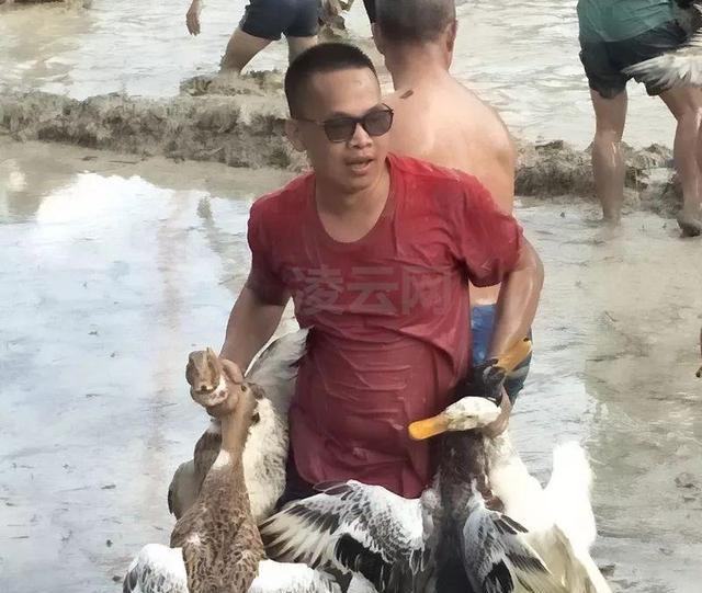 凌云600人抢走800只鸭子!