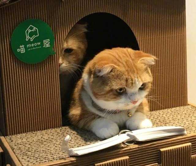 猫咪看书时一动不动主人也是纳闷真相让人哭笑不得