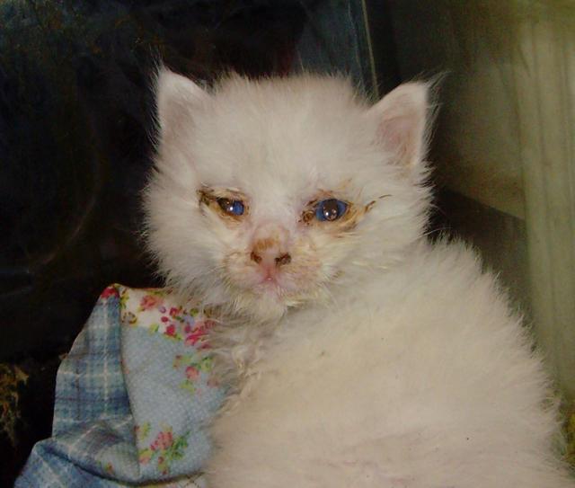 母猫看到我把捡回来的奶猫快养死了,终于忍不住了