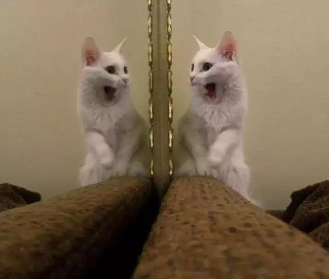 臭美喵星人爱照镜子可你的表情出卖了你的长相