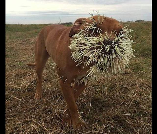 狗狗追豪猪结果被扎得满脸是刺