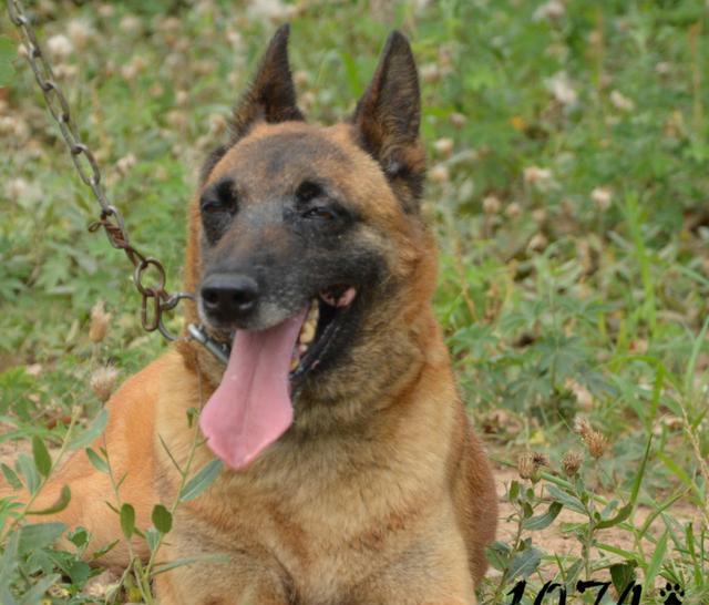 14年退役炸药库看护犬-伦摩书 呼名:战壕 芯片号:8003559 繁殖单位