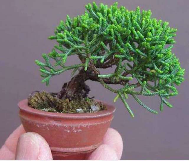 一组拇指盆景请欣赏