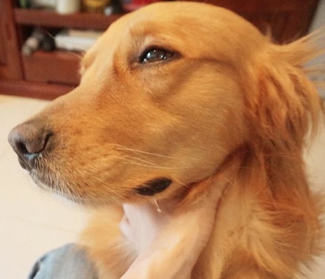 宠主放牛肉干在地上训练金毛定力金毛的表情亮了