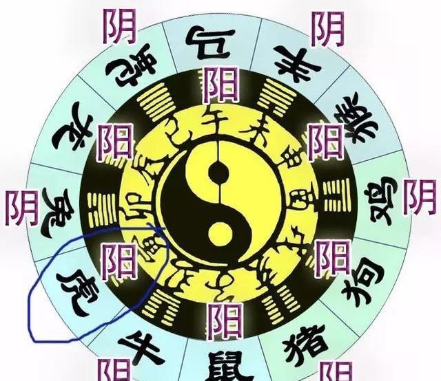 「揭秘玄学」属虎的女人真是"母老虎"吗?