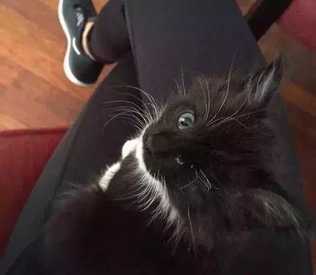 这只奶牛猫,它的一只眼睛感染危在旦夕但却成为喵界海贼王了!