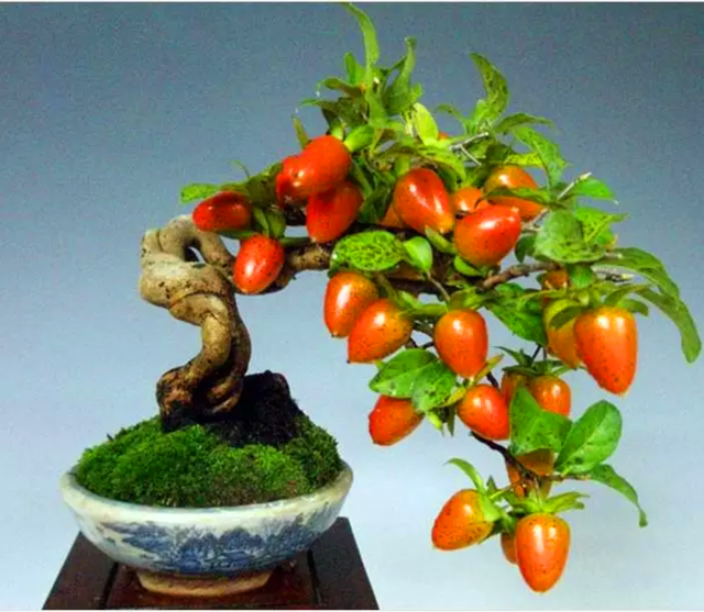 一组拇指盆景请欣赏