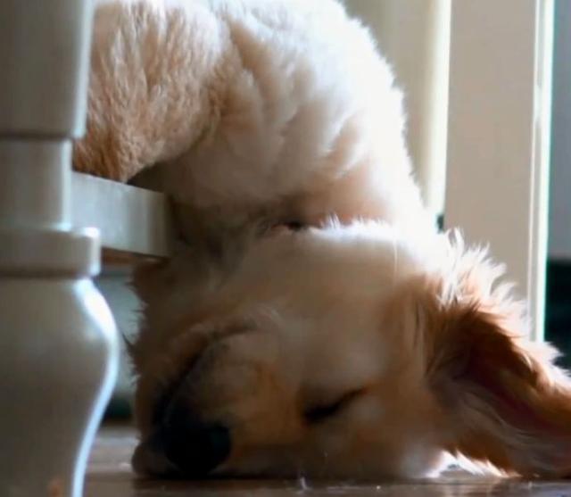 金毛宝宝起床失败,它这挣扎的模样真是太萌了