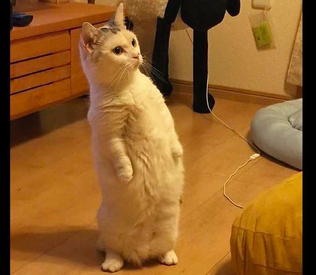 不知道猫咪看到了什么, 突然就站起来望着前方, 这表情好呆萌!