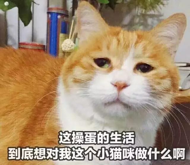 我要怎么阻止臭铲屎的拍我丑照,先来句敲里lailai试试