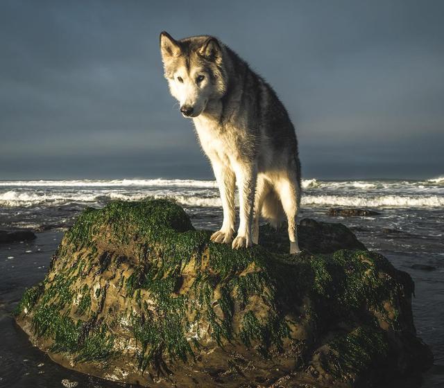 一只拥有北极狼血统的哈士奇,它走过这些旅游景点,真让人羡慕