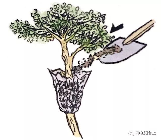 木本植物扦插繁殖难以成活，不如来试试“高位繁殖”吧！