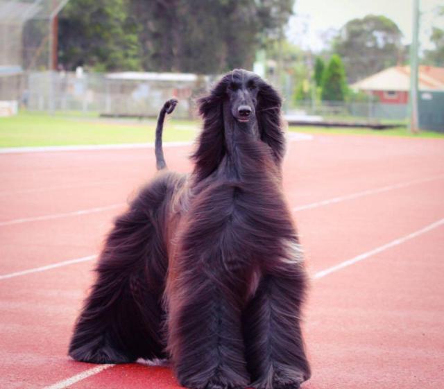 这只阿富汗猎犬叫做tea,随着它的毛越来越长主人就越来越开始重视它