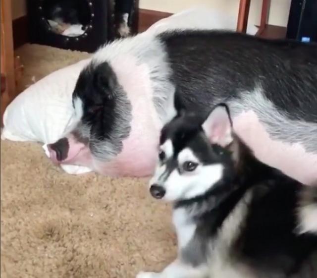 哈士奇叫大猪起床,使劲浑身解数终于把猪叫醒了!