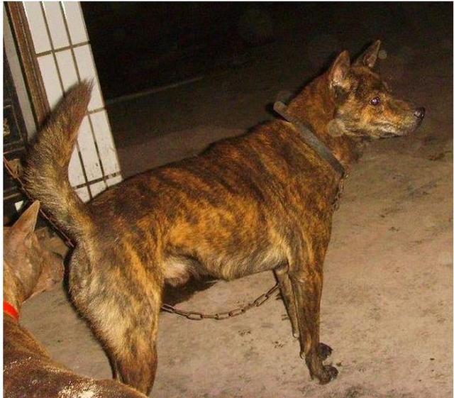 中国本土狗王斑锦彪曾为乾隆御园猎犬很多人都没见过