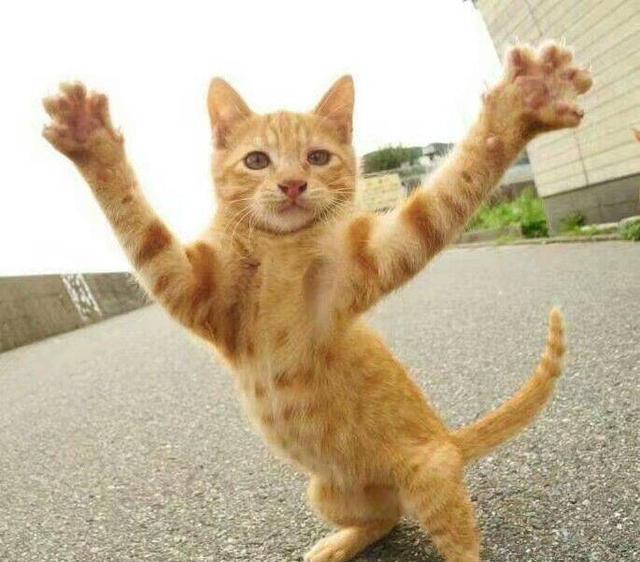 那我猫爪挠你了!我左勾拳右勾拳,还不怕?其实它的本性是这个样子滴!