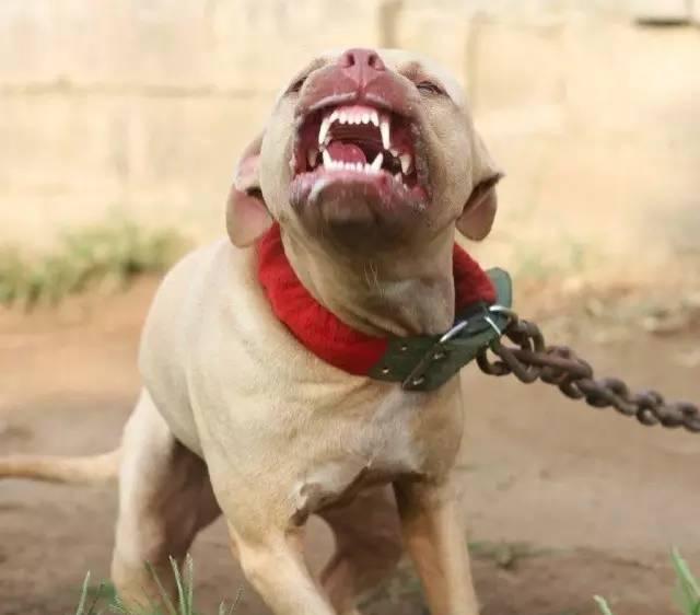 家有恶犬生人勿进不然萌死你