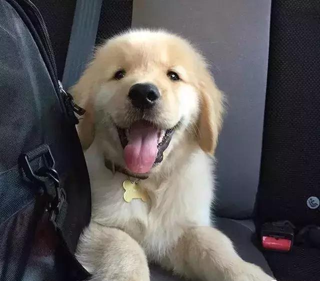 如果还不过瘾,就用金毛小奶狗的微笑治愈你再用柯基的微笑俘虏你送