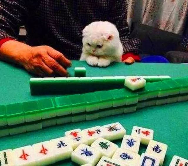 铲屎官打麻将手气不好,猫咪为了小鱼干也拼了,竟偷看邻桌的牌!