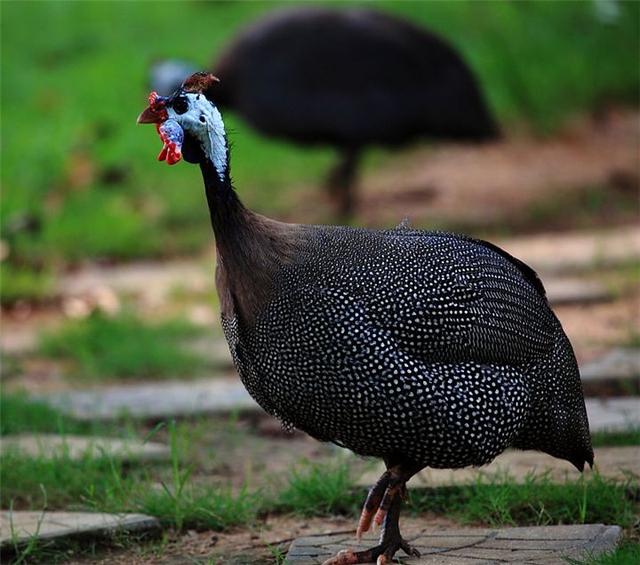 为什么土耳其又叫火鸡国土耳其人称火鸡为印度鸡那印度人呢