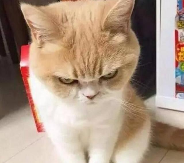 抽屉里的零食没有了,猫咪的眼神充满愤怒,简直是无辜躺枪啊!