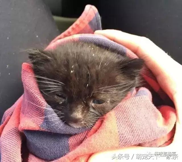 小奶猫的一年前vs一年后 遇上了好的铲屎官就是不一样!