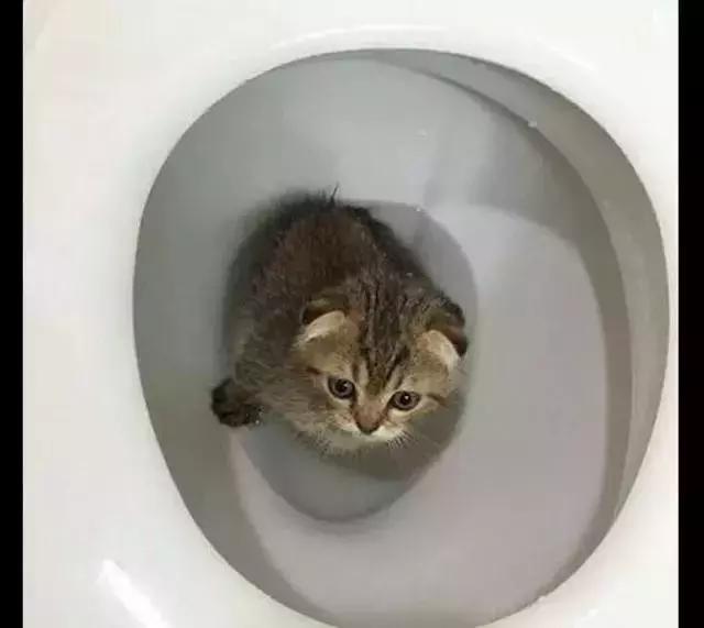 家里的小猫咪对马桶情有独钟,竟在里面泡澡!