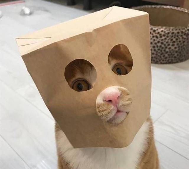 傻缺蠢萌猫咪集锦喵星人内心独白好尴尬呀