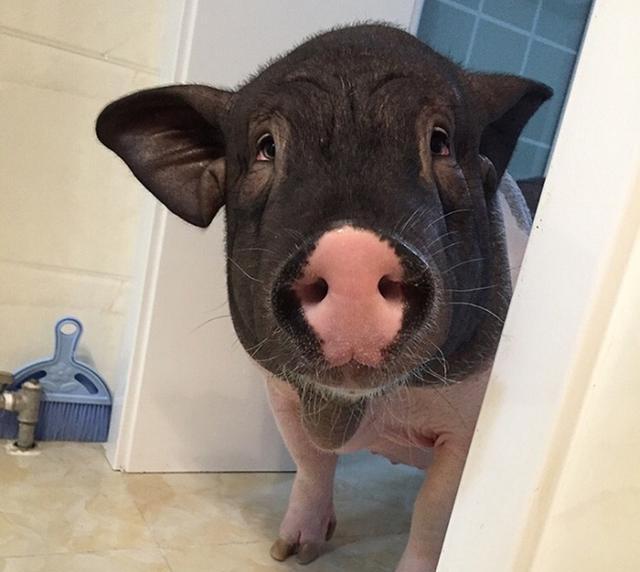 职场上也有类似的事. 下级拒理力争,不惜为部门和人争得面红耳赤.